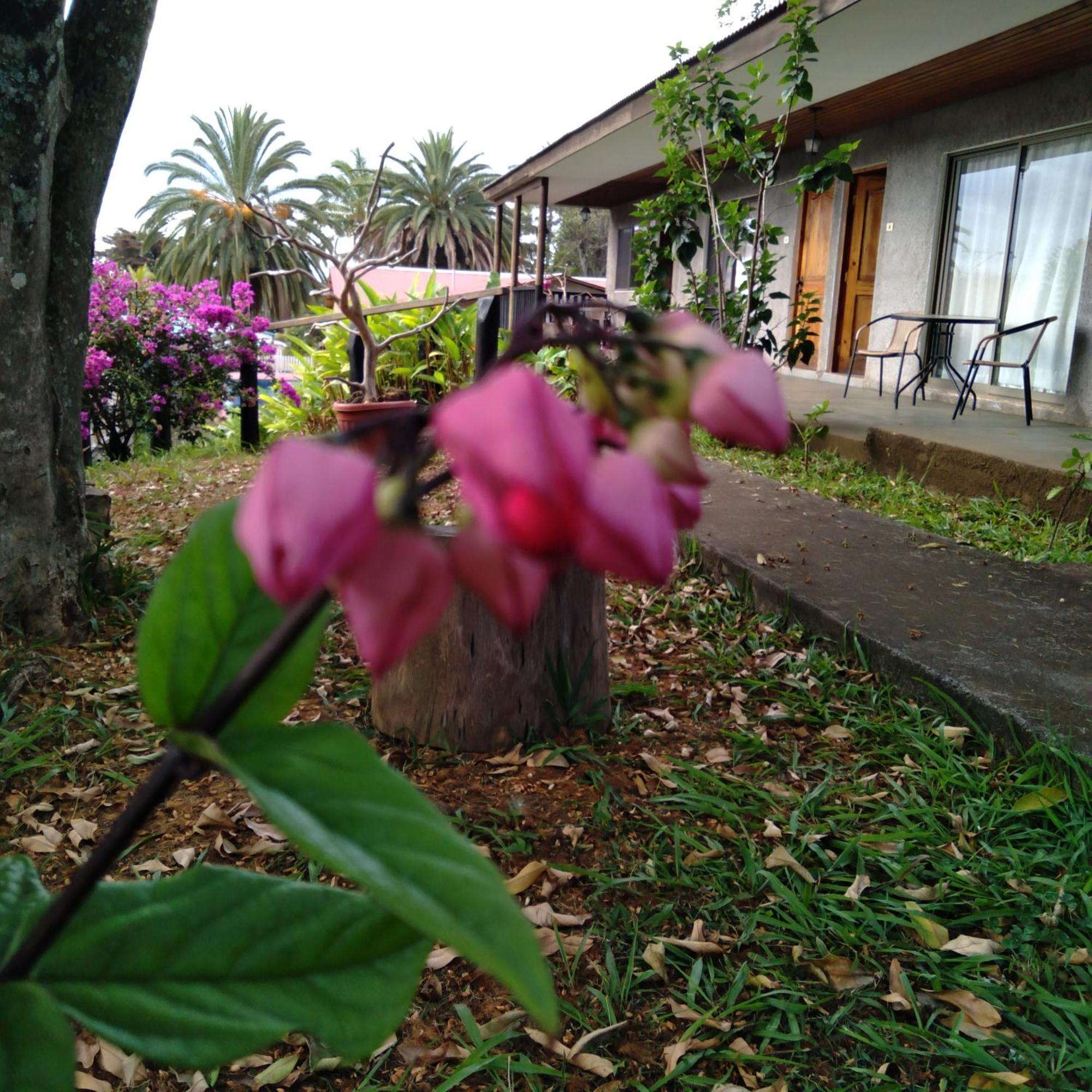 הנגה רואה Hostal Tu'U Koihu מראה חיצוני תמונה
